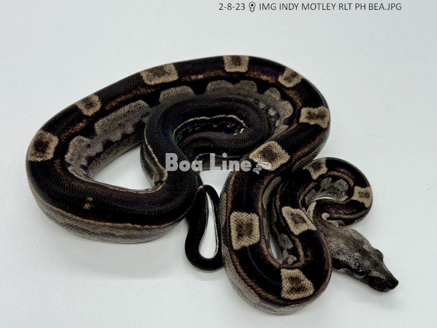 IMG INDY MOTLEY RLT PH BEA